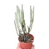 Succulent Euphorbia Aeruginosa