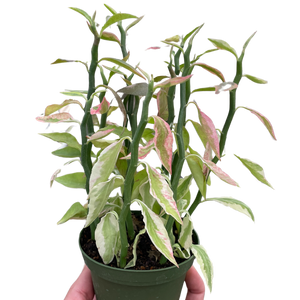 Variegated Devil's Backbone Euphorbia