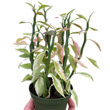 Variegated Devil's Backbone Euphorbia