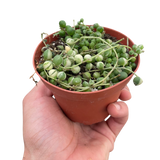 Succulent 'String of Pearls' Variegated