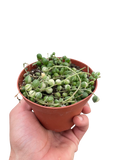 Succulent 'String of Pearls' Variegated
