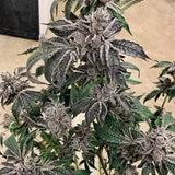 Lipsmackerz Clone