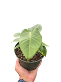 Anthurium 'Veitchii'
