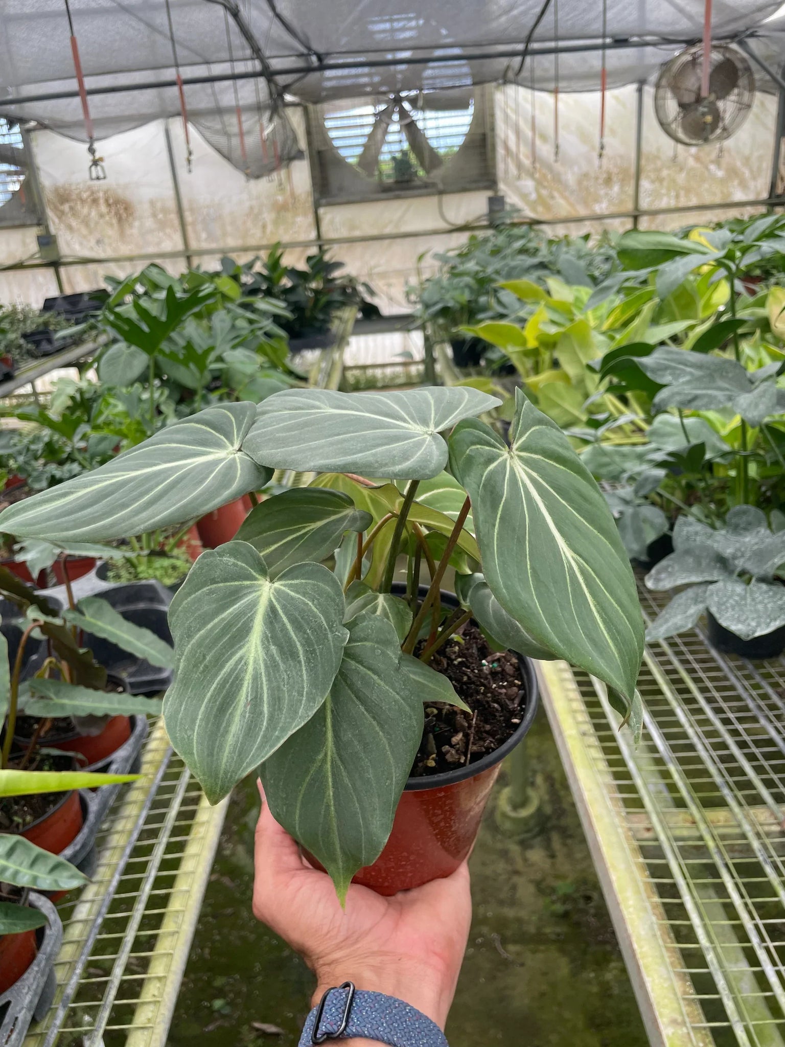 philodendron hydro Philodendron Gloriosum – MASS Hydroponics