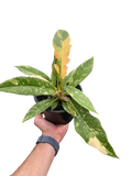 Philodendron Ring of Fire Variegated
