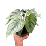 Philodendron 'Sodiroi'