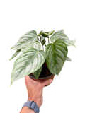 Philodendron 'Sodiroi'
