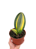 Variegated Shark Fin Snake Plant