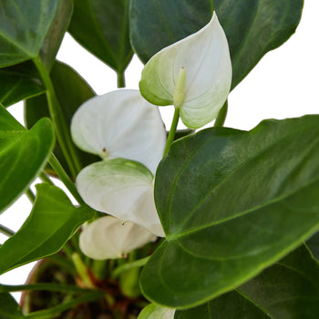 hydro anthurium Anthurium 'White'