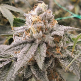 Candy Gelato Clone