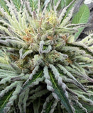 Satsuma Sherbert Clone