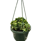Hoya Rope Plant