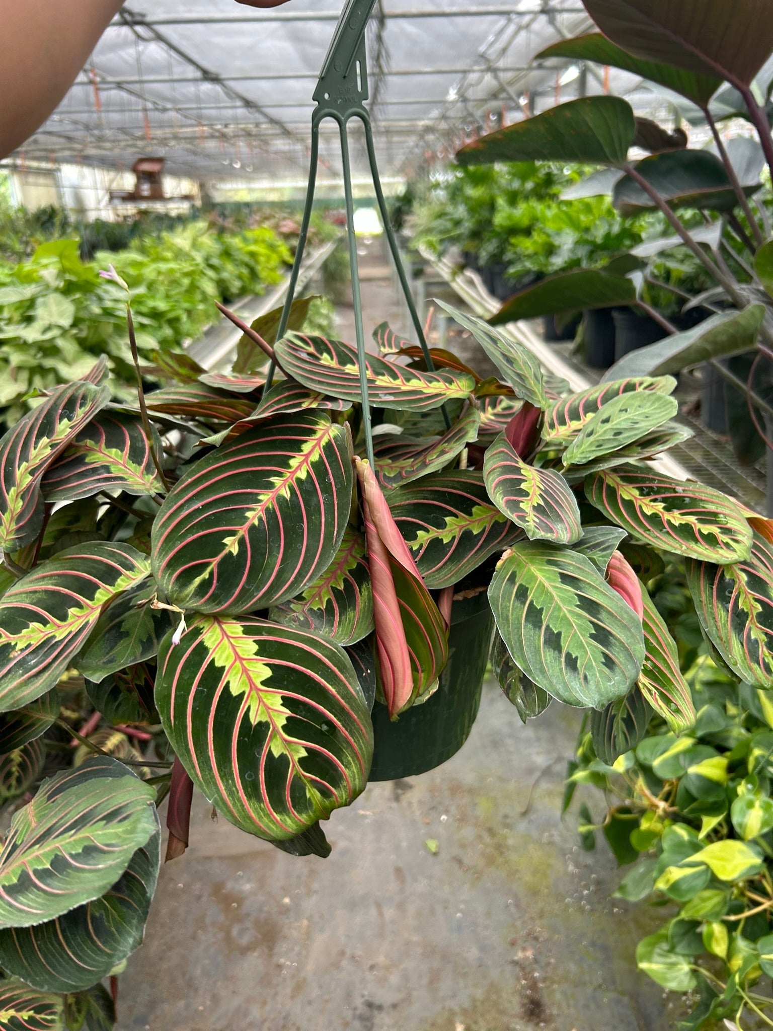 hydroponic prayer plant Maranta Red Prayer – MASS Hydroponics