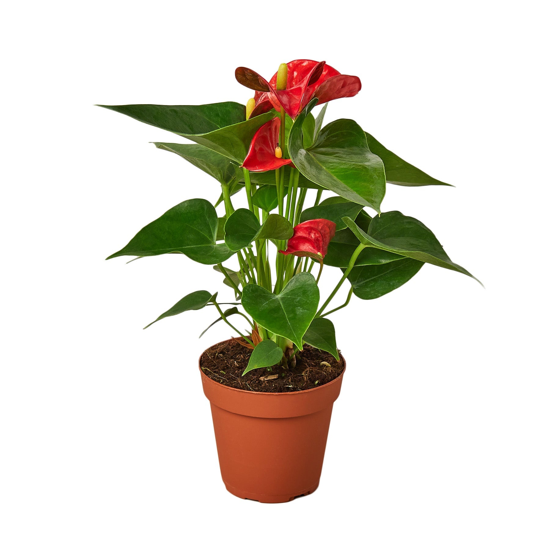 hydro anthurium Anthurium 'Red' – MASS Hydroponics