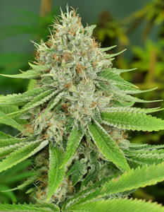 Mass Medical Strains Triangle Pupil