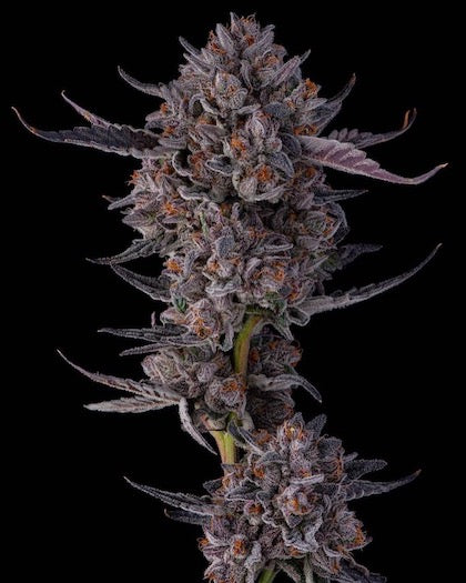 Jokerz Candy Clone