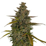 Abusive OG Clone