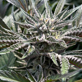 Amaretto Mints Clone