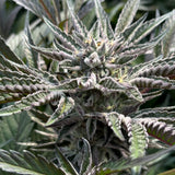 Amaretto Mintz Clone