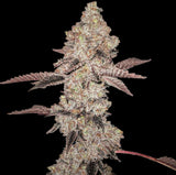 Animal Gelato Clone