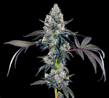 Black Bubblegum Horchata Clone