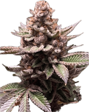 Black Cherry Gelato Clone