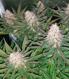 Blue Cheese Gelato Clone