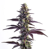 Blue Space Fuel #4 Clone