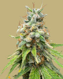 Blue Sherbet Clone