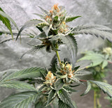 Blue Space Fuel #4 Clone