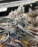 Cap Junky Clone Cap's Cut