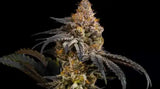 Cherry Crescendo Clone