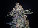 Cherry Dosido Clone