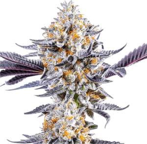 Cherry Dosido Clone