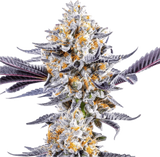Cherry Dosido Clone