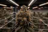Cherry Punch Clone