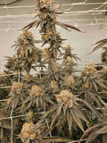 Chimera #3 Clone