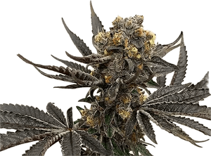 Colonel Crunch Clone