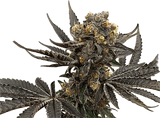 Colonel Crunch Clone