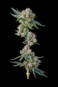 Glue 31 Clone