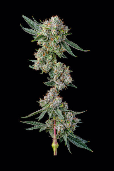 Glue 31 Clone