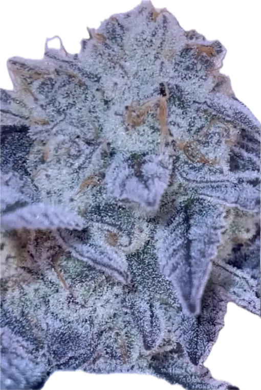 Daily Grape #9 flowering cannabis, as labeled by the cited photo source