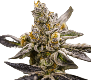 Dosi-Do Clone