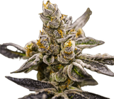Dosi-Do Clone
