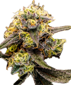 Hashlato Clone