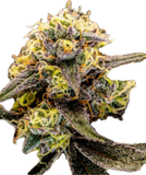 Hashlato Clone