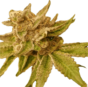 Emergenc Clone