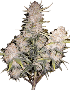 Empress #2 Clone