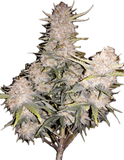 Empress #2 Clone