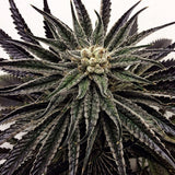 Black Mamba Clone